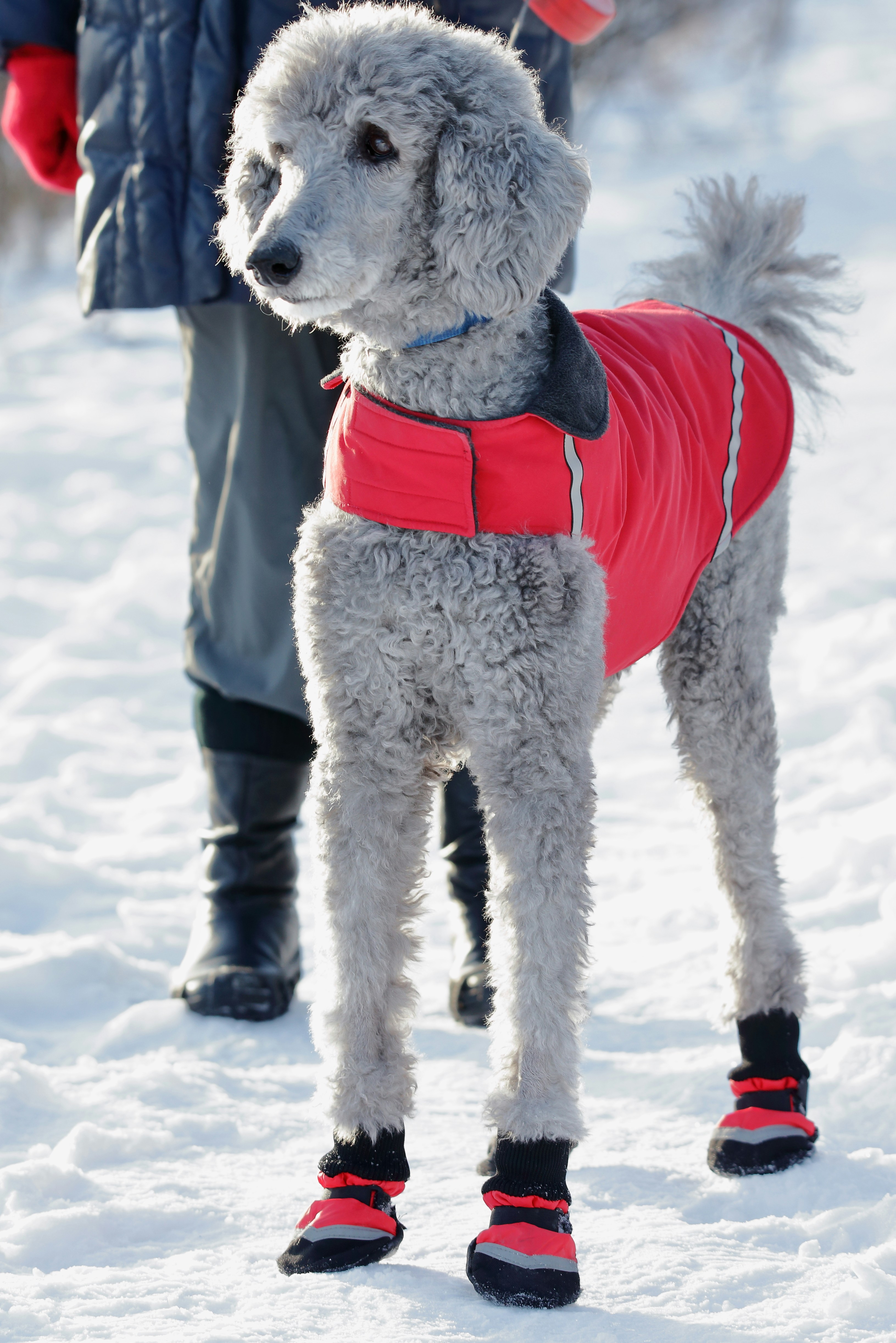Cão vestindo roupa de inverno oferecida pelo petshop